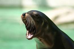 sea lion barking